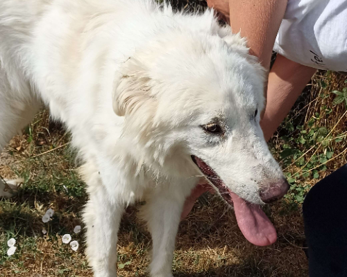 Adotta un cane, taglia media, maschio, Latina