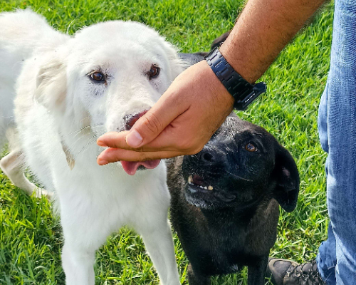 Vuoi adottare un cane a Latina?