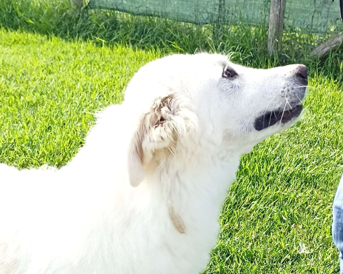 Adotta un cane, maschio, 6 anni  e 8 mesi , Latina