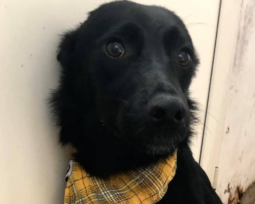 Adotta un cane, femmina, 6 anni  e 2 mesi , Napoli