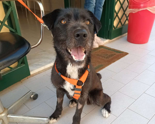 Adotta un cane, taglia media, maschio, Napoli