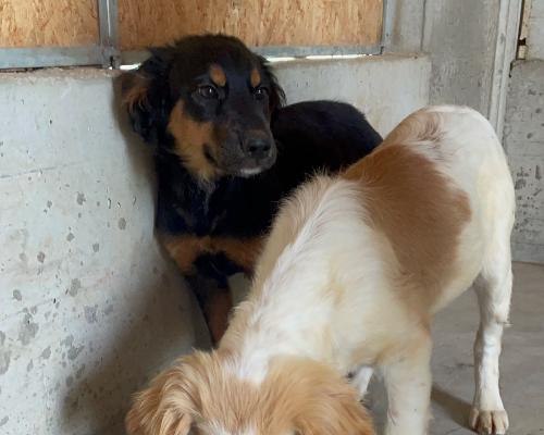 Adotta un cane, taglia media, femmina, Genova