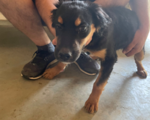 Adotta un cane, femmina, 3 anni, Genova