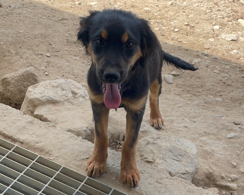 Adozione cane, femmina, meticcio, 3 anni, taglia media, Genova