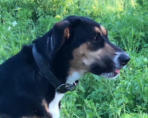 Adotta un cane, femmina, 5 anni e 2 mesi, Siracusa