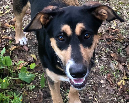 Adozione cane, femmina, meticcio, 5 anni e 2 mesi, taglia media, Siracusa