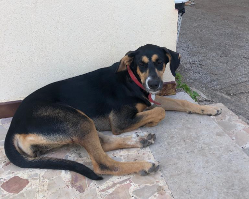 Adotta un cane, taglia media, femmina, Siracusa