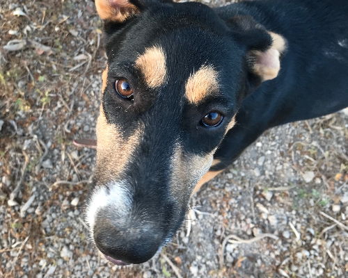 Vuoi adottare un cane a Siracusa?