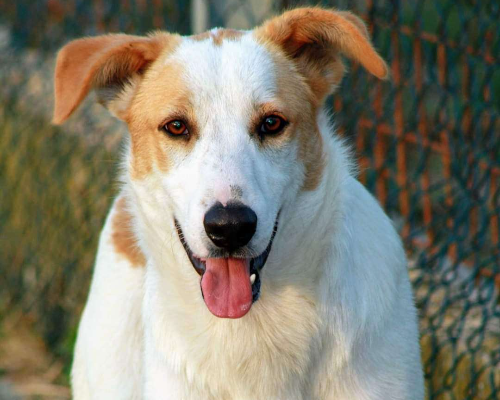 Foto dell'animale