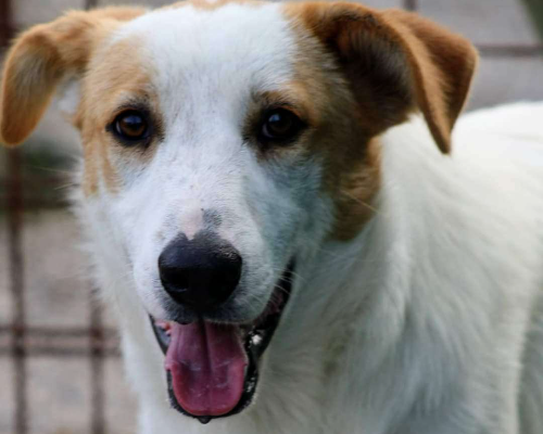 Adotta un cane, maschio, 4 anni  e 4 mesi , Treviso
