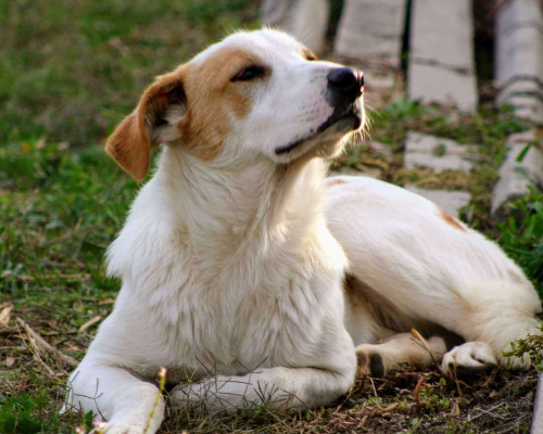 Adotta un cane, taglia media, maschio, Treviso