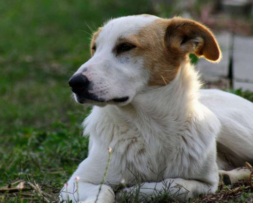 Vuoi adottare un cane a Treviso?