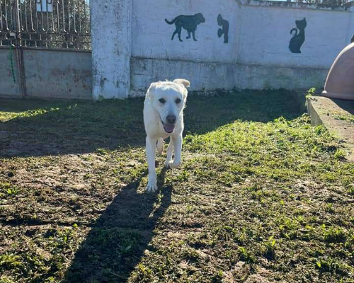 Vuoi adottare un cane a Bari?