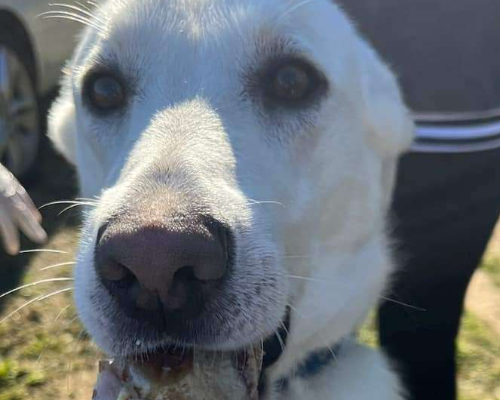 Adotta un cane, maschio, 3 anni  e 1 mese, Bari