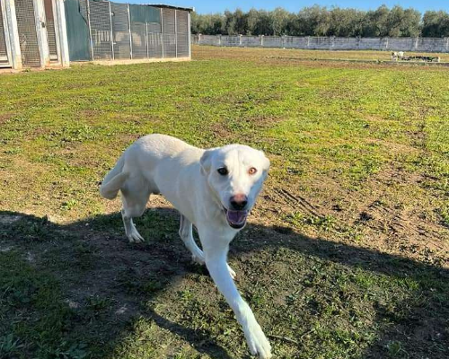 Adotta il cane Lorenzo a Bari