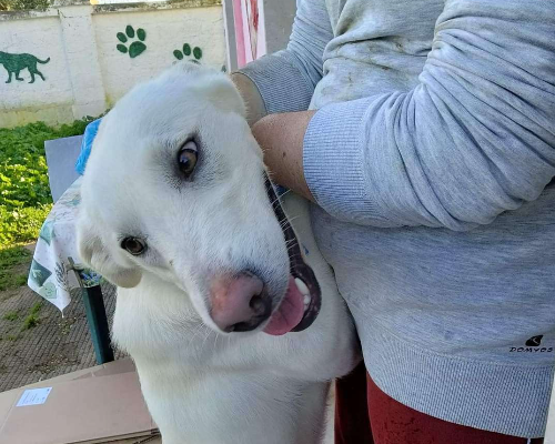 Adotta un cane, taglia grande, maschio, Bari