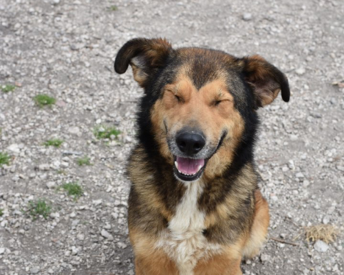 Adotta un cane, femmina, 6 anni  e 2 mesi , Napoli