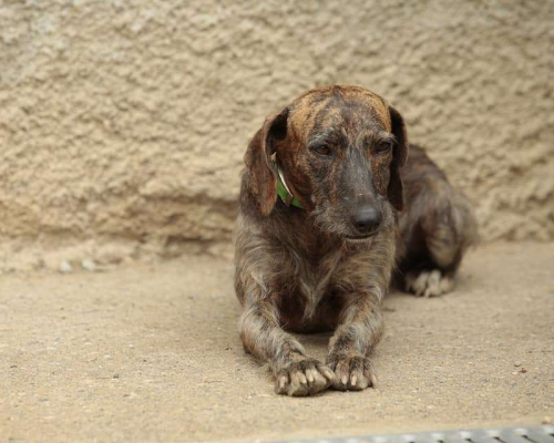 Adotta un cane, femmina, 8 anni e 9 mesi, Milano