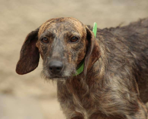 Adozione cane, femmina, Segugio, 8 anni e 9 mesi, taglia media contenuta, Milano
