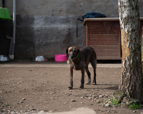 Adotta un cane, taglia media contenuta, femmina, Milano