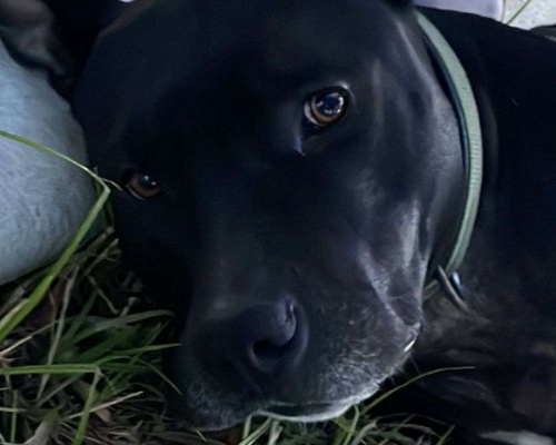 Vuoi adottare un cane a Napoli?