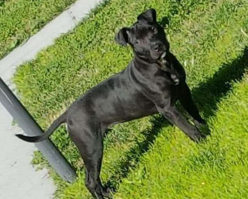 Adotta un cane, taglia media, femmina, Napoli