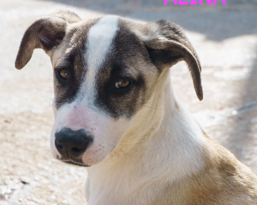 Foto dell'animale
