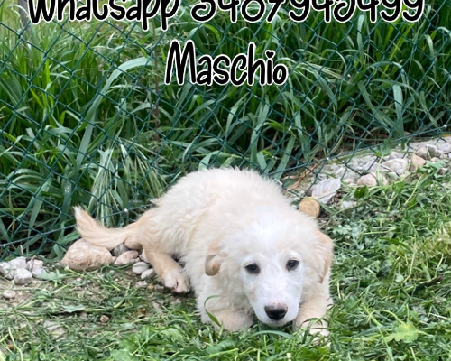 Adozione cane, maschio, Pastore maremmano, 3 anni e 1 mese, taglia media, Torino