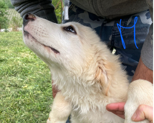 Adotta un cane, maschio, 3 anni e 1 mese, Torino