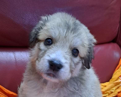 Vuoi adottare un cane a Crotone?