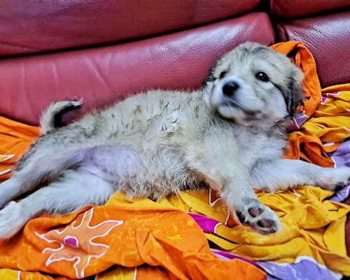 Adotta un cane, femmina, 2 anni e 5 mesi, Crotone