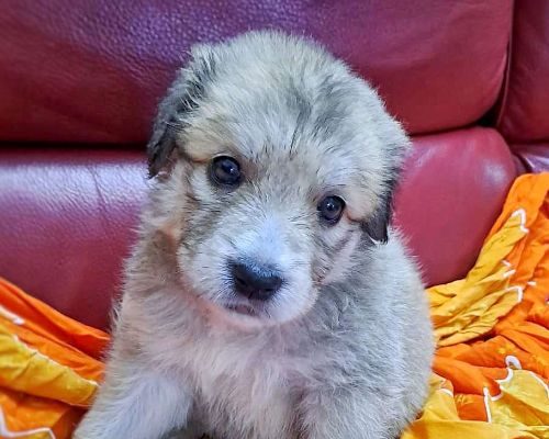 Adozione cane, femmina, meticcio, 2 anni e 5 mesi, taglia grande, Crotone