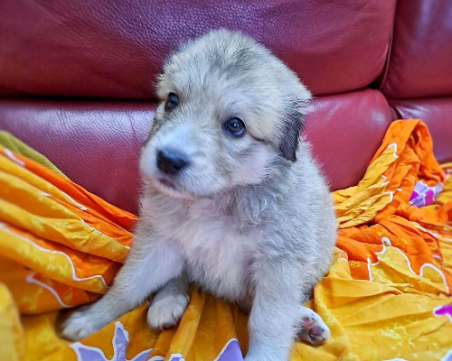 Adotta un cane, taglia grande, femmina, Crotone