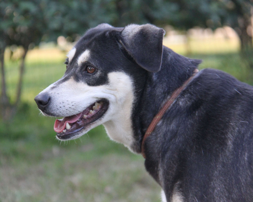 Adotta un cane, taglia grande, femmina, Milano