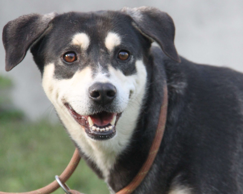 Adotta il cane LUNA a Milano