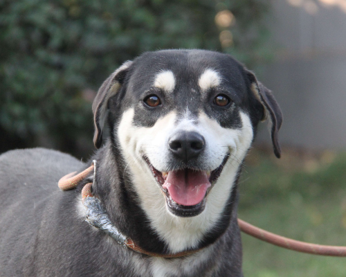 Adozione cane, femmina, meticcio, 9 anni e 9 mesi, taglia grande, Milano