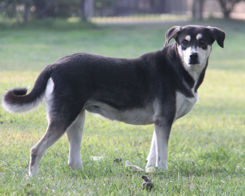 Vuoi adottare un cane a Milano?