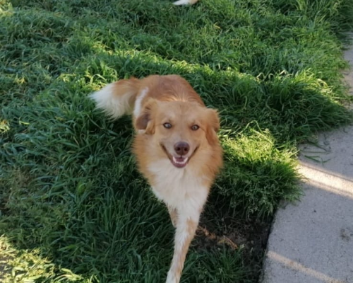 Adotta un cane, maschio, 4 anni e 10 mesi, Torino