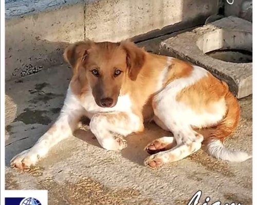 Adozione cane, maschio, Setter Inglese, 4 anni e 10 mesi, taglia media, Torino