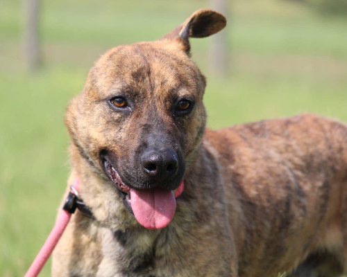 Adotta un cane, maschio, 4 anni  e 4 mesi , Roma
