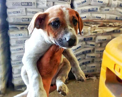 Adotta un cane, taglia piccola, femmina, Crotone