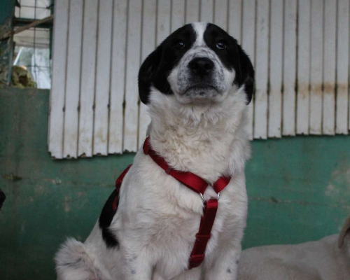 Vuoi adottare un cane a Bari?