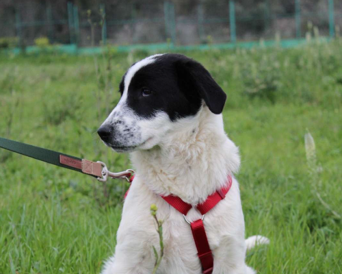 Adotta un cane, taglia media, maschio, Bari