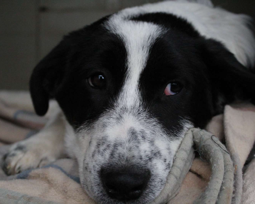 Adotta un cane, maschio, 2 anni  e 5 mesi , Bari