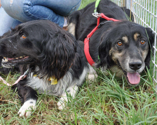 Adotta il cane Franz a Caserta