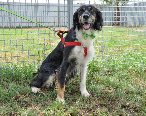 Vuoi adottare un cane a Caserta?