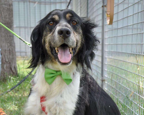 Adotta un cane, taglia media, maschio, Caserta