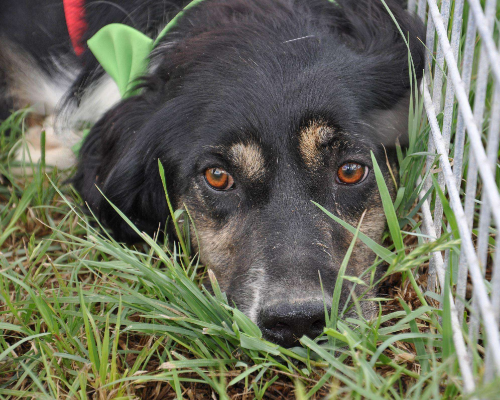 Adotta un cane, maschio, 8 anni  e 9 mesi , Caserta