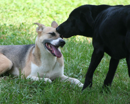 Adotta un cane, taglia media, femmina, Milano