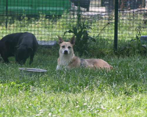 Vuoi adottare un cane a Milano?